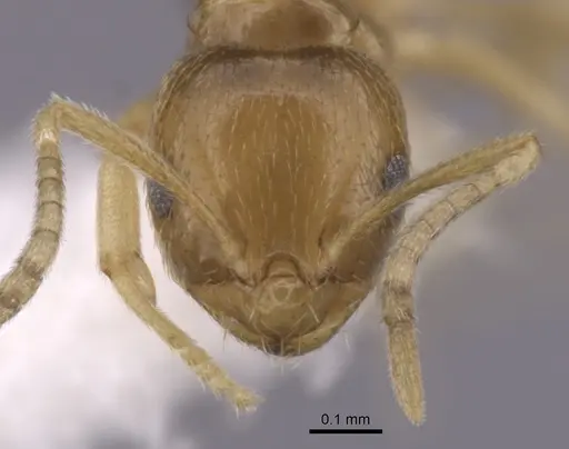 Brachymyrmex obscurior specimen CASENT0249949 image casent0249949_2