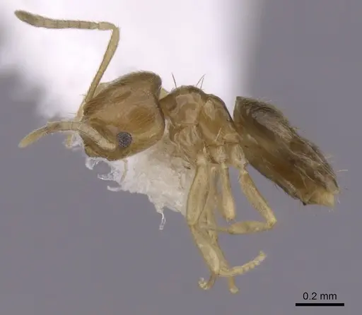 Brachymyrmex obscurior specimen CASENT0249949 image casent0249949_3
