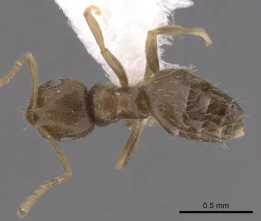 Brachymyrmex obscurior specimen CASENT0249950 image casent0249950_1