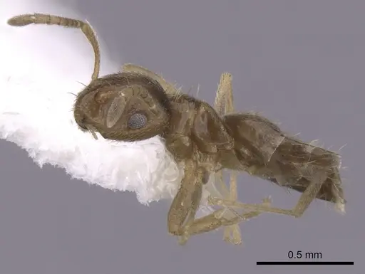Brachymyrmex obscurior specimen CASENT0249950 image casent0249950_3