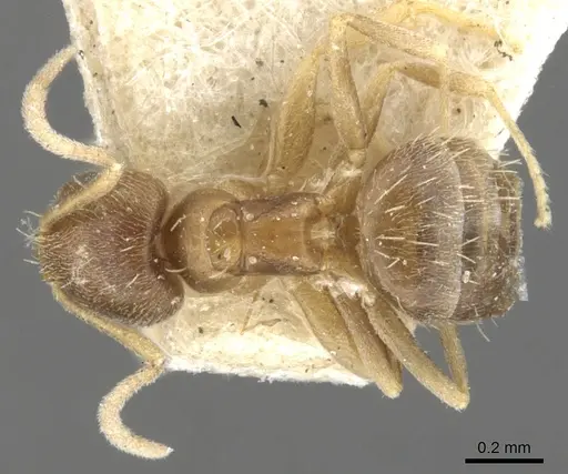 Brachymyrmex obscurior specimen CASENT0903120 image casent0903120_1