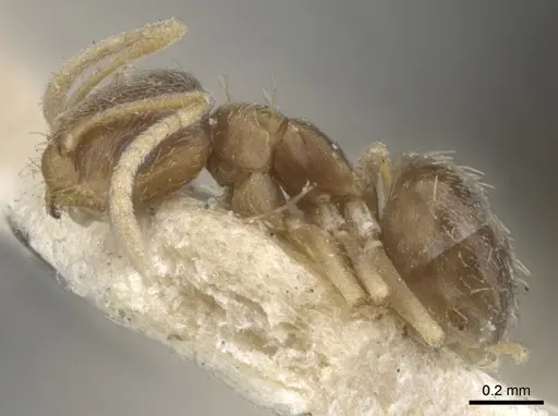 Brachymyrmex obscurior specimen CASENT0903120 image casent0903120_3