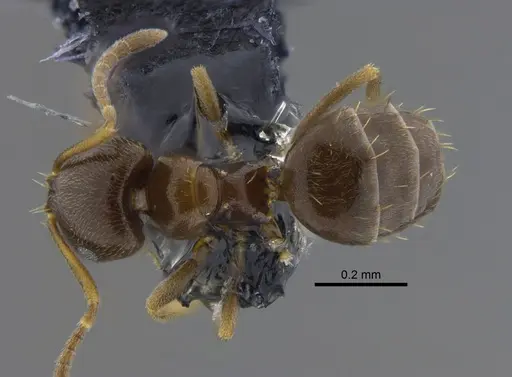 Brachymyrmex obscurior specimen CBUMAGENT41833 image cbumagent41833_1