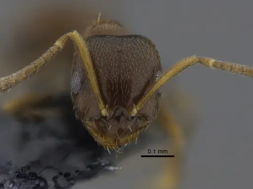 Brachymyrmex obscurior specimen CBUMAGENT41833 image cbumagent41833_2