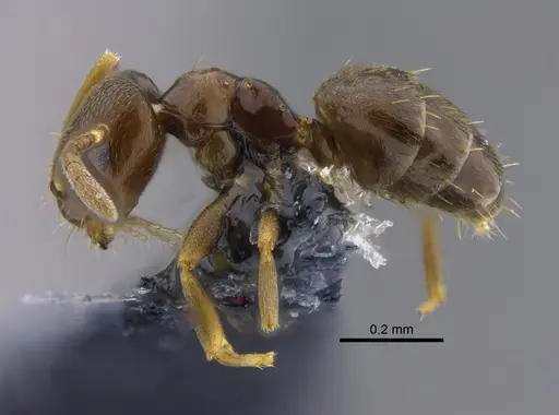 Brachymyrmex obscurior specimen CBUMAGENT41833 image cbumagent41833_3