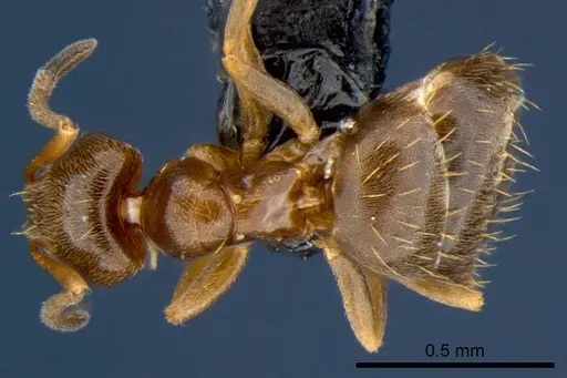 Brachymyrmex obscurior specimen CSIRONC0190 image csironc0190_1