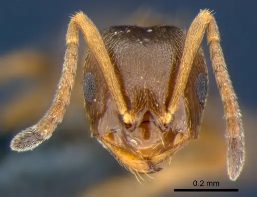 Brachymyrmex obscurior specimen CSIRONC0190 image csironc0190_2