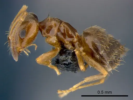 Brachymyrmex obscurior specimen CSIRONC0190 image csironc0190_3