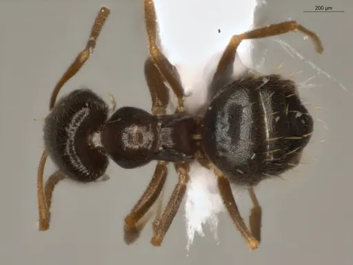 Brachymyrmex obscurior specimen ECOFOG-PAT19-0073-05 image ecofog-pat19-0073-05_1