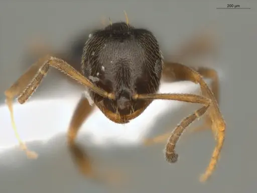 Brachymyrmex obscurior specimen ECOFOG-PAT19-0073-05 image ecofog-pat19-0073-05_2