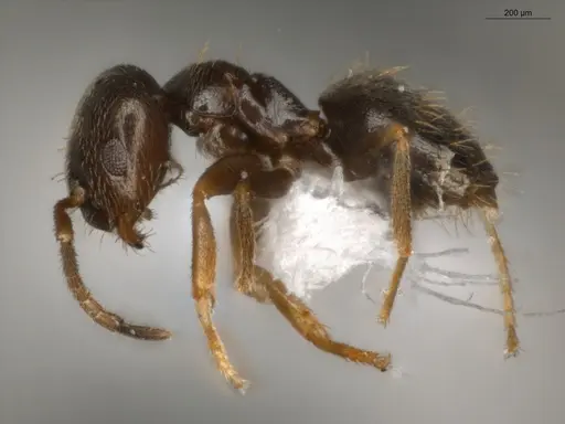 Brachymyrmex obscurior specimen ECOFOG-PAT19-0073-05 image ecofog-pat19-0073-05_3