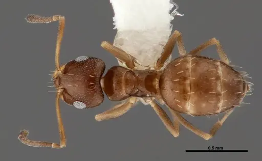 Brachymyrmex obscurior specimen FMNHINS0000062857 image fmnhins0000062857_1