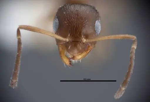 Brachymyrmex obscurior specimen FMNHINS0000062857 image fmnhins0000062857_2