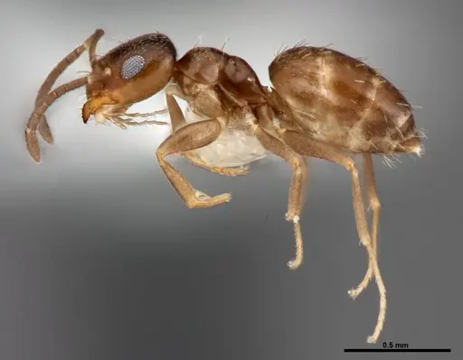 Brachymyrmex obscurior specimen FMNHINS0000062857 image fmnhins0000062857_3