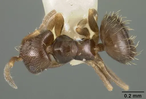 Brachymyrmex obscurior specimen USNMENT00441905 image usnment00441905_1