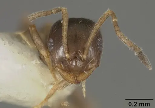 Brachymyrmex obscurior specimen USNMENT00441905 image usnment00441905_2