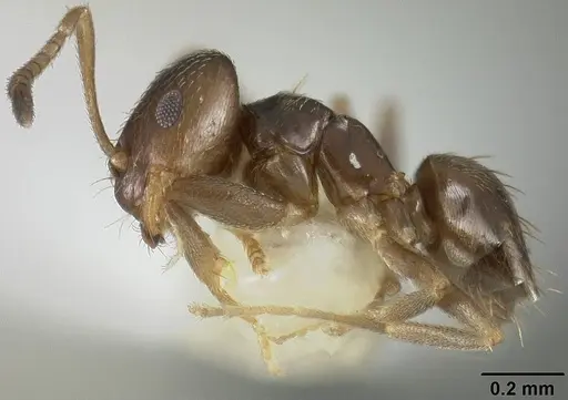 Brachymyrmex obscurior specimen USNMENT00441905 image usnment00441905_3