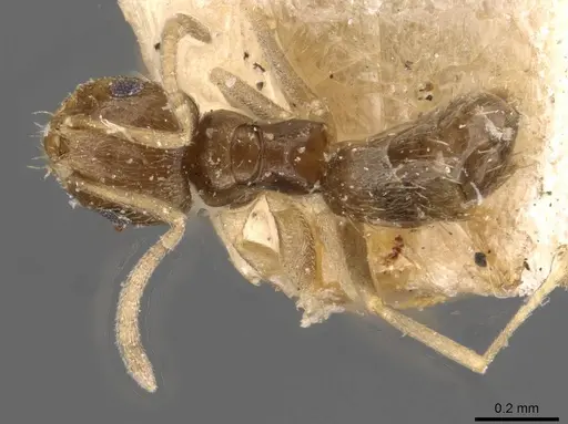 Brachymyrmex obscurior specimen USNMENT00757132 image usnment00757132_1
