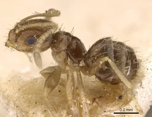 Brachymyrmex obscurior specimen USNMENT00757132 image usnment00757132_3