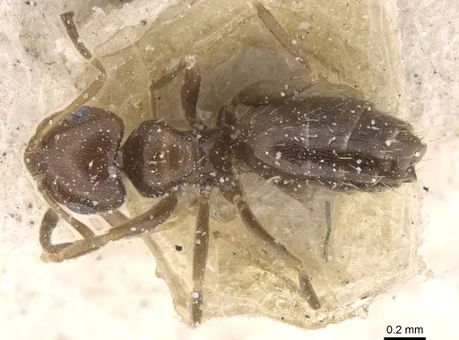 Brachymyrmex oculatus specimen CASENT0911605 image casent0911605_1
