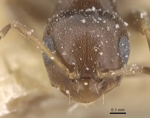 Brachymyrmex oculatus specimen CASENT0911605 image casent0911605_2