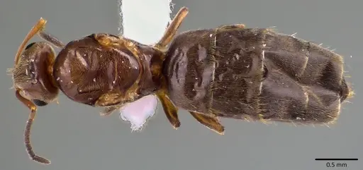 Brachymyrmex patagonicus specimen ANTWEB1041788 image antweb1041788_1