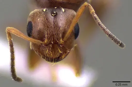 Brachymyrmex patagonicus specimen ANTWEB1041788 image antweb1041788_2