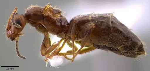 Brachymyrmex patagonicus specimen ANTWEB1041788 image antweb1041788_3