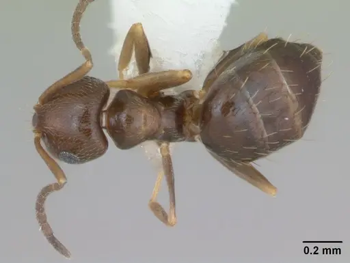 Brachymyrmex patagonicus specimen CASENT0173480 image casent0173480_1