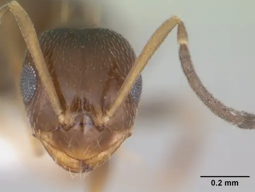 Brachymyrmex patagonicus specimen CASENT0173480 image casent0173480_2