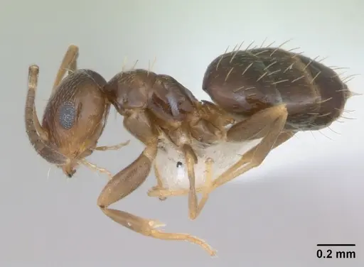Brachymyrmex patagonicus specimen CASENT0173480 image casent0173480_3