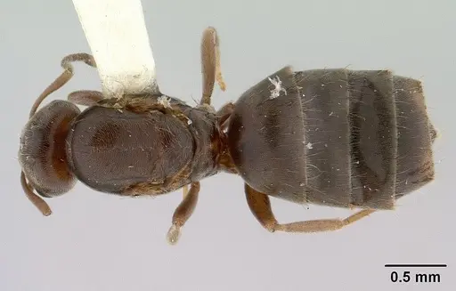 Brachymyrmex patagonicus specimen CASENT0179497 image casent0179497_1