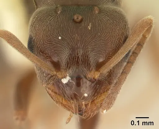 Brachymyrmex patagonicus specimen CASENT0179497 image casent0179497_2