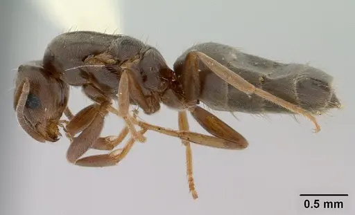 Brachymyrmex patagonicus specimen CASENT0179497 image casent0179497_3