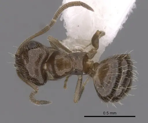 Brachymyrmex patagonicus specimen CASENT0249945 image casent0249945_1