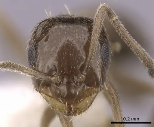 Brachymyrmex patagonicus specimen CASENT0249945 image casent0249945_2
