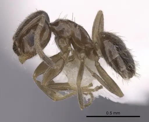 Brachymyrmex patagonicus specimen CASENT0249945 image casent0249945_3