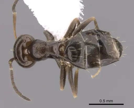 Brachymyrmex patagonicus specimen CASENT0249951 image casent0249951_1