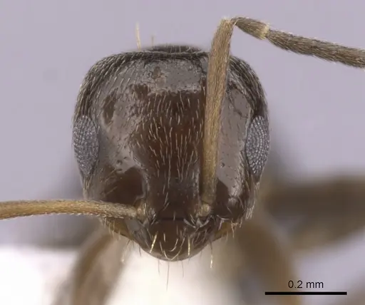 Brachymyrmex patagonicus specimen CASENT0249951 image casent0249951_2