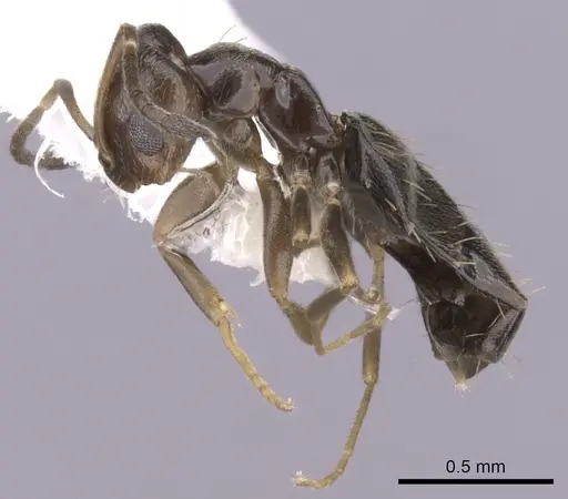 Brachymyrmex patagonicus specimen CASENT0249951 image casent0249951_3