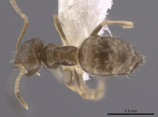 Brachymyrmex patagonicus specimen CASENT0653665 image casent0653665_1