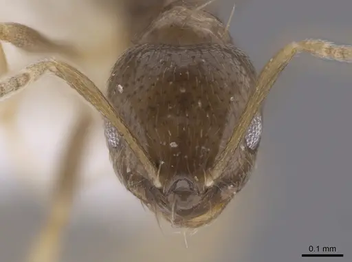 Brachymyrmex patagonicus specimen CASENT0653665 image casent0653665_2