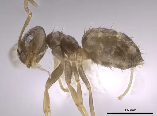 Brachymyrmex patagonicus specimen CASENT0653665 image casent0653665_3
