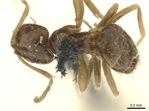 Brachymyrmex patagonicus specimen CASENT0915732 image casent0915732_1