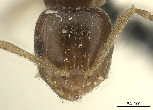 Brachymyrmex patagonicus specimen CASENT0915732 image casent0915732_2
