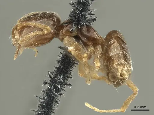 Brachymyrmex patagonicus specimen CASENT0915732 image casent0915732_3