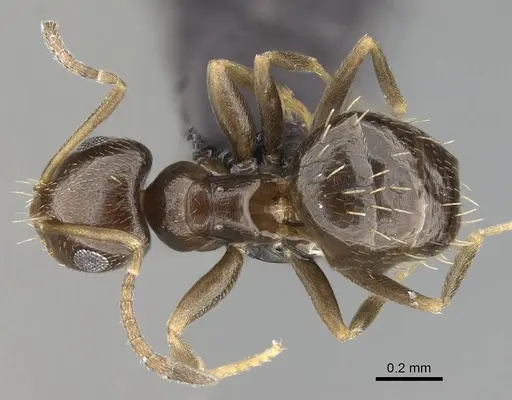 Brachymyrmex patagonicus specimen CASENT0915986 image casent0915986_1