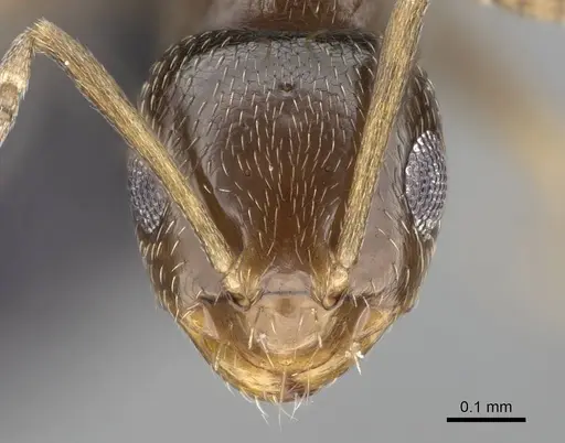 Brachymyrmex patagonicus specimen CASENT0915986 image casent0915986_2