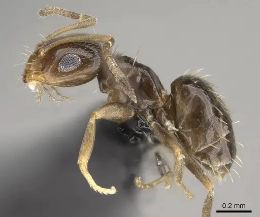 Brachymyrmex patagonicus specimen CASENT0915986 image casent0915986_3