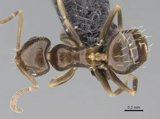 Brachymyrmex patagonicus specimen CASENT0915987 image casent0915987_1